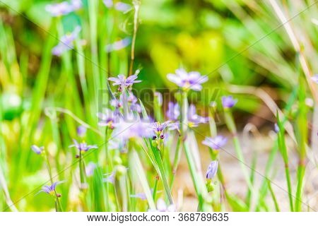 Delicate Blue And Yellow Of Blue Cap