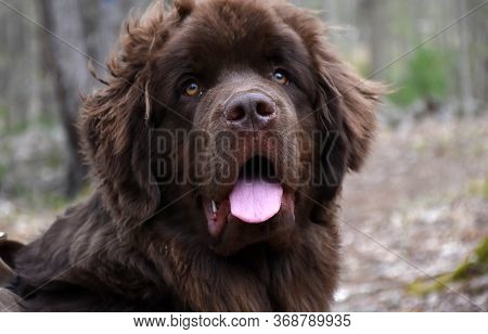Very Cute Newfoundland Dog On A Woodland Hike.
