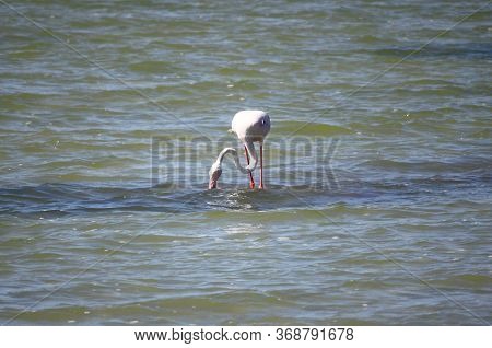 Flamingo In Molentargius Park Of Cagliari. Sardinia, Italy