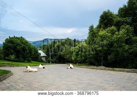 The Bucovina Shepherd Dogs. Big Security Shepherd Dogs.