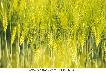 Green Wheat On The Field In Spring. Selective Focus, Shallow Dof Background. Pubescent Rye Agricultu