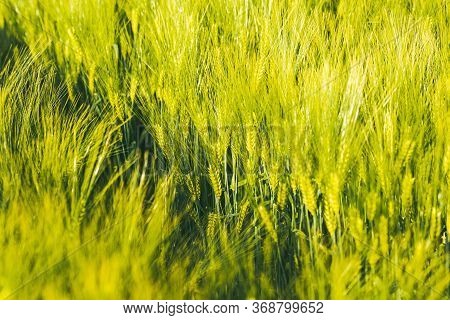 Green Wheat On The Field In Spring. Selective Focus, Shallow Dof Background. Pubescent Rye Agricultu