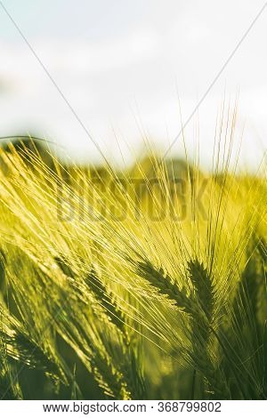 Green Wheat On The Field In Spring. Selective Focus, Shallow Dof Background. Pubescent Rye Agricultu