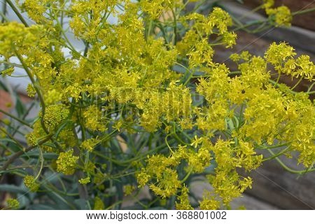 Woad In Flower (isatis Tinctoria) Known Also As Dyer's Woad Or Glastum.