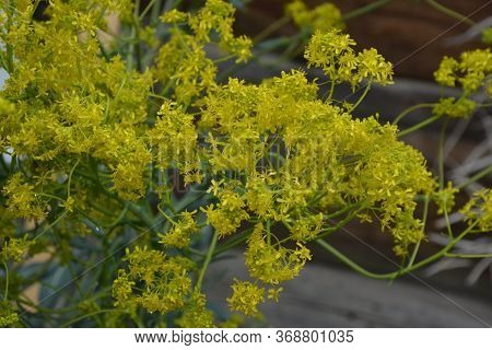 Woad In Flower (isatis Tinctoria) Known Also As Dyer's Woad Or Glastum.