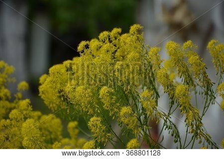 Woad In Flower (isatis Tinctoria) Known Also As Dyer's Woad Or Glastum.