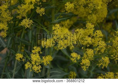 Woad In Flower (isatis Tinctoria) Known Also As Dyer's Woad Or Glastum.