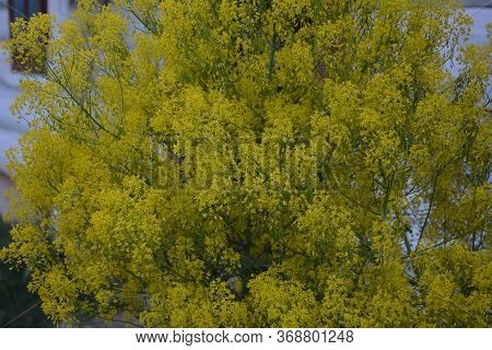 The Honey-bearing Plant Woad (isatis Tinctoria) Blooms Beautifully In The Spring Garden. Selective F