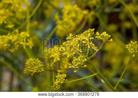 Woad In Flower (isatis Tinctoria) Known Also As Dyer's Woad Or Glastum.
