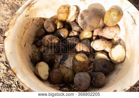 Dirty And Rotten Potato Lies In A Metal Basin