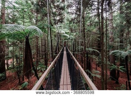 Treewalk In Whakarewarewa Forest Near Rotorua, New Zealand