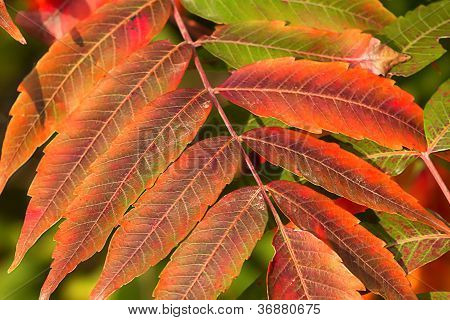 Sumac rojo carmesí en otoño