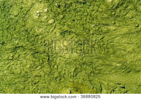 Lodo verde com pequenas bolhas