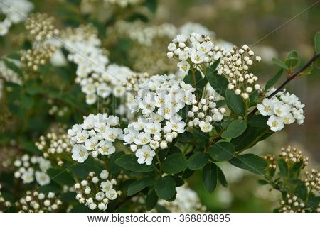 Spring - A Flowering White Meadowsweet. White Small Flowers (thunbergs Meadowsweet).