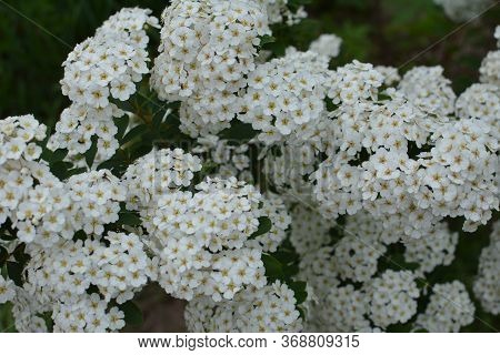 Spring - A Flowering White Meadowsweet. White Small Flowers (thunbergs Meadowsweet).