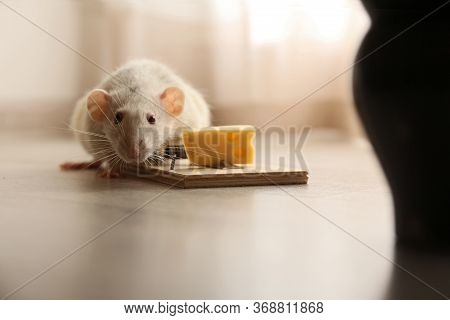 Rat And Mousetrap With Cheese Indoors. Pest Control