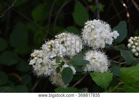 Spring - A Flowering White Meadowsweet. White Small Flowers (thunbergs Meadowsweet).