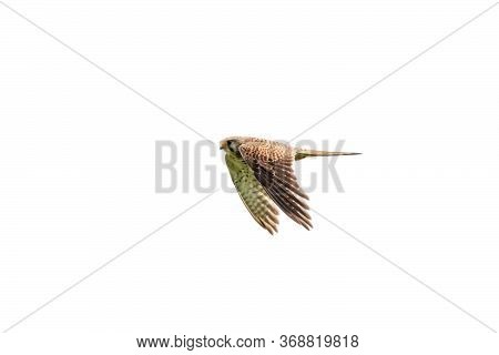 Common Kestrel Falco Tinnunculus Female In Flight Isolated On White Background. Cute Orange Falcon H