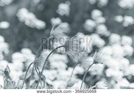 Nature Background With Wildgrass. Selective Focus. Plant Background.