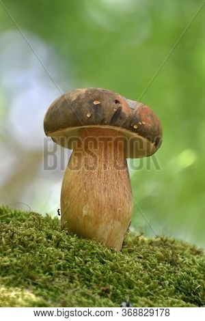 Penny Bun Or Boletus Edulis Mushroom In Forest. King Boletes In The Woods