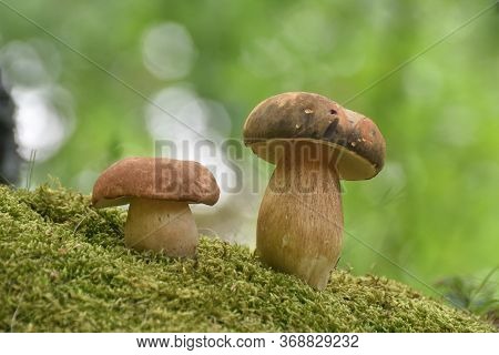 Penny Bun Or Boletus Edulis Mushroom In Forest. King Boletes In The Woods