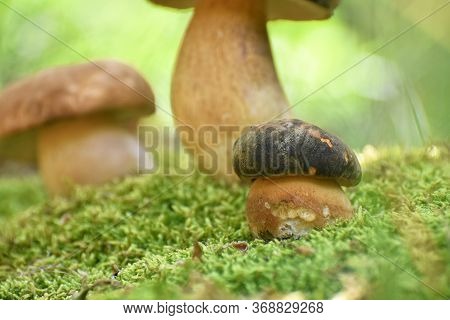 Penny Bun Or Boletus Edulis Mushroom In Forest. King Boletes In The Woods