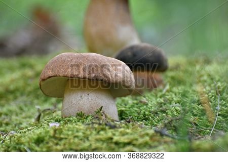 Penny Bun Or Boletus Edulis Mushroom In Forest. King Boletes In The Woods
