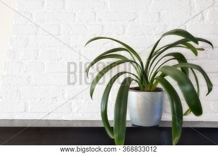 Big Green House Plant In Modern Pot On Wooden Shelf Against White Brick Wall, Botanical Scandinavian
