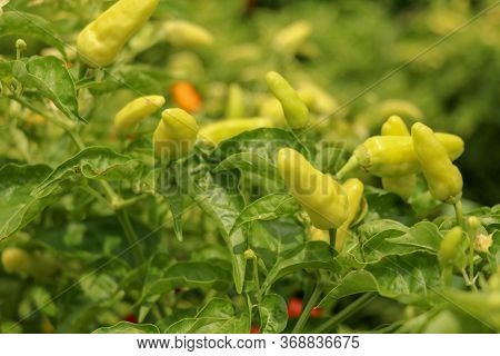 Green Chili Pepper Plant On Field Agriculture In Garden. Cayenne