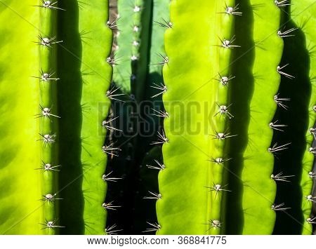 Green Background By Plump Stems And Spiky Spines Of Cereus Peruvianus Cactus