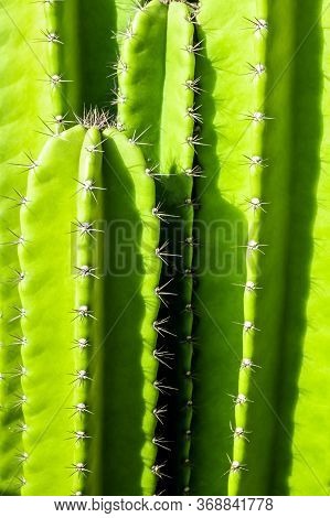 Green Background By Plump Stems And Spiky Spines Of Cereus Peruvianus Cactus