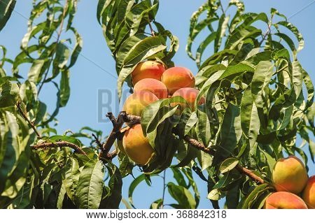 Ripe Peach On Tree.peaches On The Tree Close Up. Fresh Fruit Health Benefits Concept. Ripe Peaches I