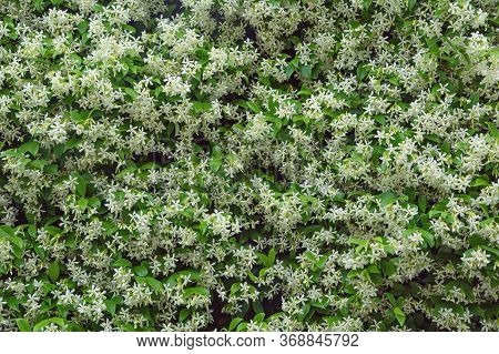 Beautiful Floral Background. Star Jasmine ( Trachelospermum Jasminoides ) In Bloom, Evergreen Liana 