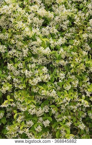 Floral Background. Liana With Green Leaves And White Flowers - Star Jasmine ( Trachelospermum Jasmin
