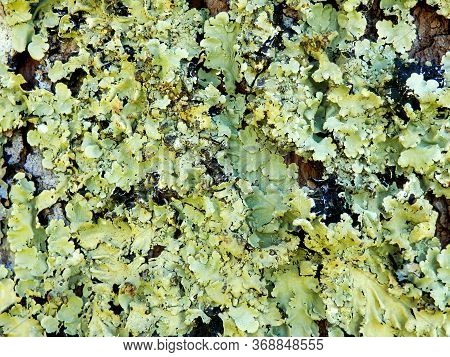 Close Up Of Various Types Of Lichen Co-existing On A Tree Trunk