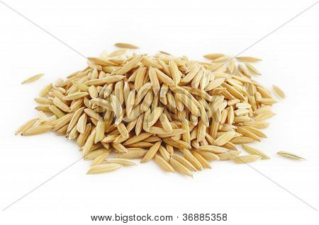 Paddy su sfondo bianco