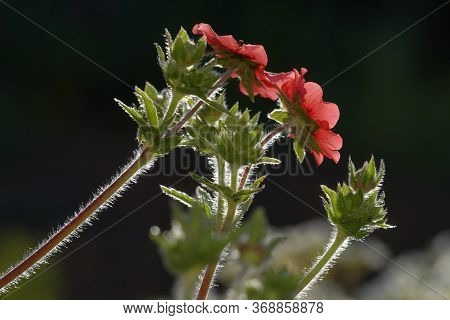 Nepal Cinquefoil - Potentilla Nepalensis 
Backlite With Late Sun Showing Hairy Stems