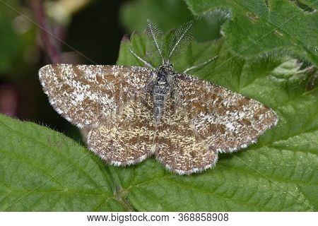 Common Heath - Ematurga Atomaria 
Male Moth On Leaf