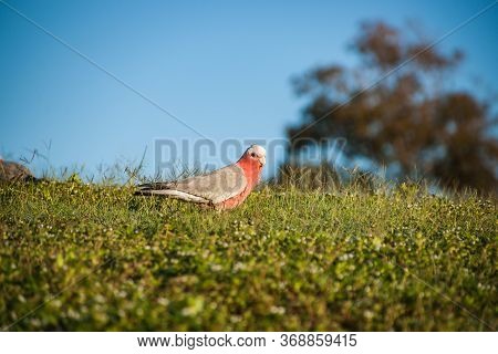 One Australian Galah Parrot Foraging On Ground In Early Morning Sunlight.