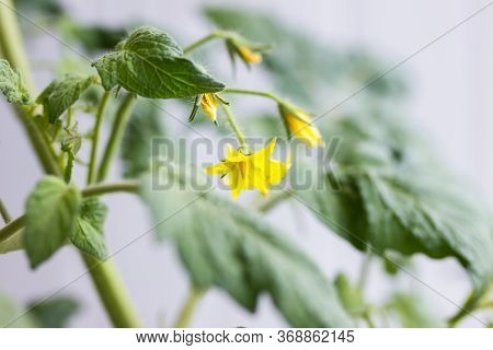 Yellow Flowers Growing On Tomato Plant, Closeup View. Agrobusiness And Farming Concept. Agricultural