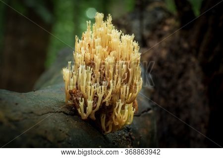 A Crown-tipped Coral Fungus Sprouts From A Rottone Log In A Moist Envirionment. North Carolina.