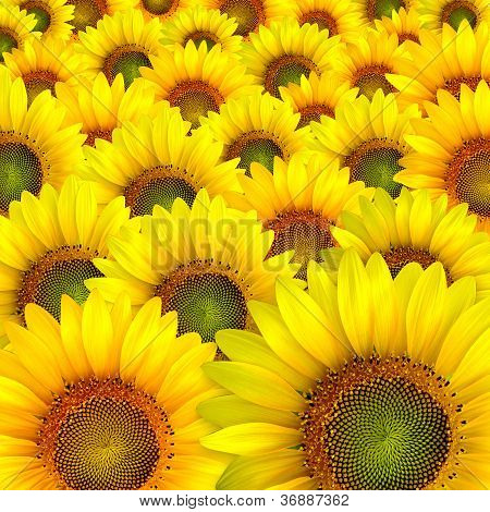 Piękne żółte płatki słonecznika tło zbliżenie