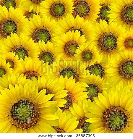 Piękne żółte płatki słonecznika tło zbliżenie