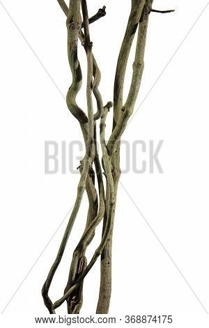 Wood Root. Spiral Twisted Jungle Tree Branch, Vine Liana Plant Isolated On White Background, Nature 