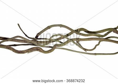 Wood Root. Spiral Twisted Jungle Tree Branch, Vine Liana Plant Isolated On White Background, Nature 