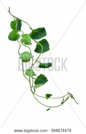Twisted Jungle Vines Liana Plant With Heart Shaped Green Leaves Isolated On White Background, Clippi