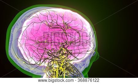 The Human Brain Is The Central Organ Of The Human Nervous System, And With The Spinal Cord Makes Up 