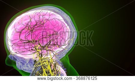 The Human Brain Is The Central Organ Of The Human Nervous System, And With The Spinal Cord Makes Up 