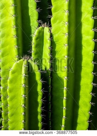 Green Background By Plump Stems And Spiky Spines Of Cereus Peruvianus Cactus