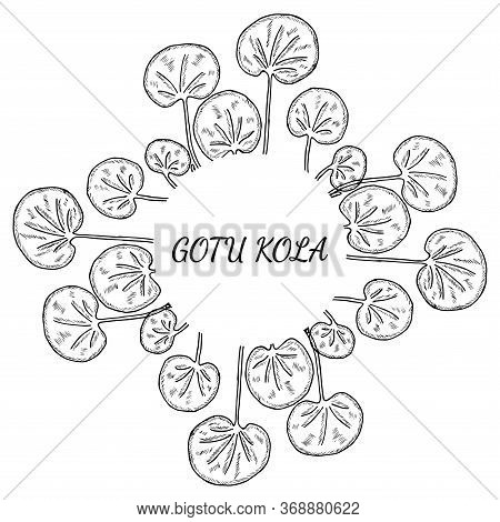 Gotu Kola Plant, Isolated On White Background. Centella Asiatica, Cosmetic And Medical Herb. Hand Dr